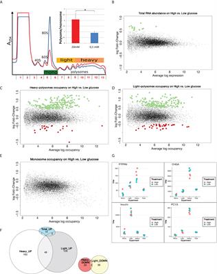 Glucose controls co-translation of structurally related mRNAs via the mTOR and eIF2 pathways in human pancreatic beta cells